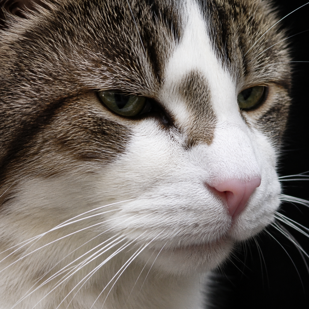 Close-up of Larry’s unimpressed stare